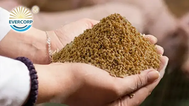 Feed Additives